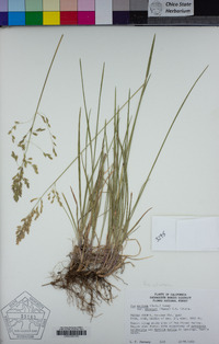 Poa wheeleri image