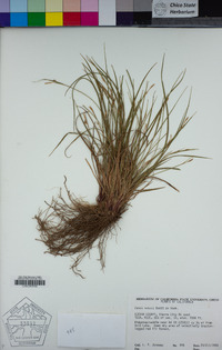 Carex rossii image