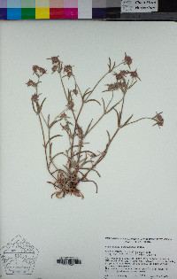 Chorizanthe membranacea image