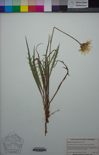 Microseris sylvatica image