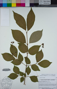 Euonymus occidentalis var. occidentalis image