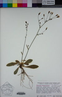 Hieracium scouleri image