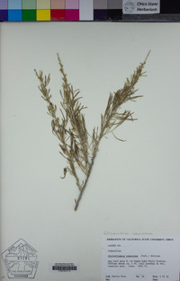 Ericameria nauseosa image