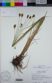 Carex subfusca image