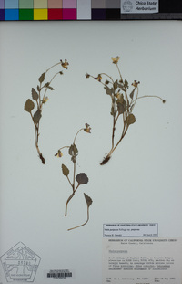 Viola purpurea subsp. purpurea image