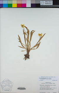 Ranunculus alismifolius var. lemmonii image