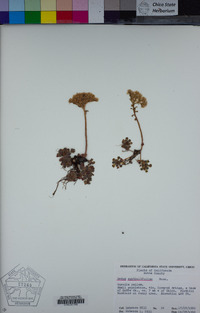 Sedum spathulifolium image