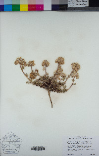 Ipomopsis congesta subsp. montana image