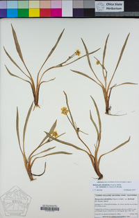 Ranunculus alismifolius var. lemmonii image