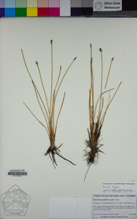 Eleocharis suksdorfiana image