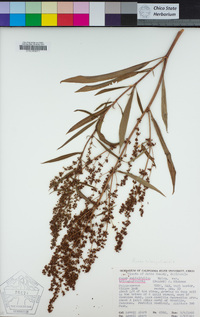 Rumex triangulivalvis image