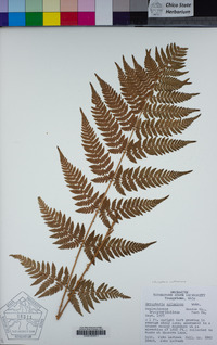 Dryopteris carthusiana image