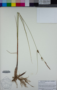 Carex lasiocarpa image