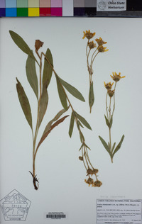 Arnica chamissonis image