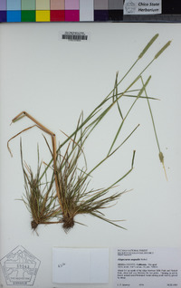 Alopecurus aequalis image