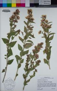 Ageratina occidentalis image