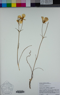 Calochortus leichtlinii image