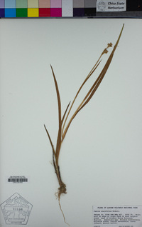 Juncus ensifolius image