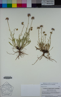 Erigeron lassenianus var. lassenianus image