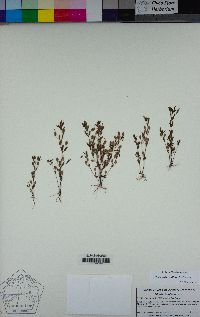 Erythranthe breviflora image