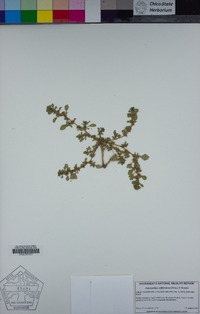 Amaranthus californicus image