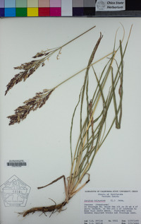 Sorghum halepense image