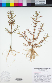 Ammannia robusta image