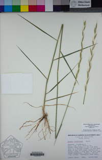 Elymus stebbinsii subsp. septentrionalis image