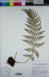 Athyrium distentifolium var. americanum image