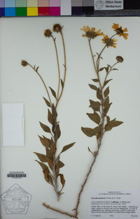 Encelia farinosa image