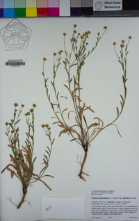 Erigeron lassenianus image