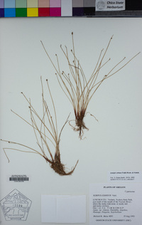 Isolepis cernua image