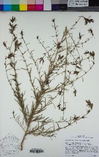 Cordylanthus tenuis subsp. tenuis image