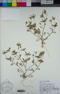 Collomia heterophylla image