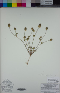Trifolium dichotomum image
