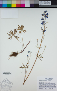 Delphinium gracilentum image