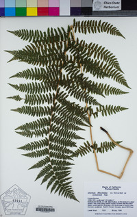 Athyrium filix-femina var. cyclosorum image