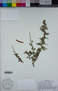 Pickeringia montana image