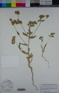 Mentzelia micrantha image