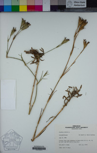 Dianthus armeria image