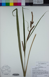 Carex amplifolia image