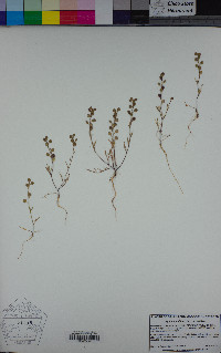 Lepidium nitidum image