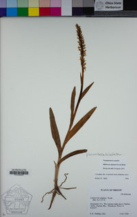 Platanthera dilatata image