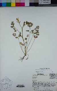 Image of Corydalis pseudomicrantha