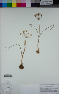 Triteleia lilacina image