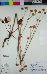 Eriogonum nudum var. pubiflorum image