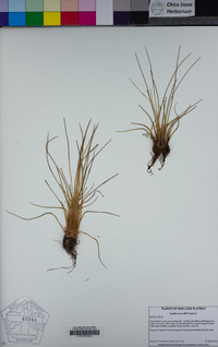 Isoetes howellii image