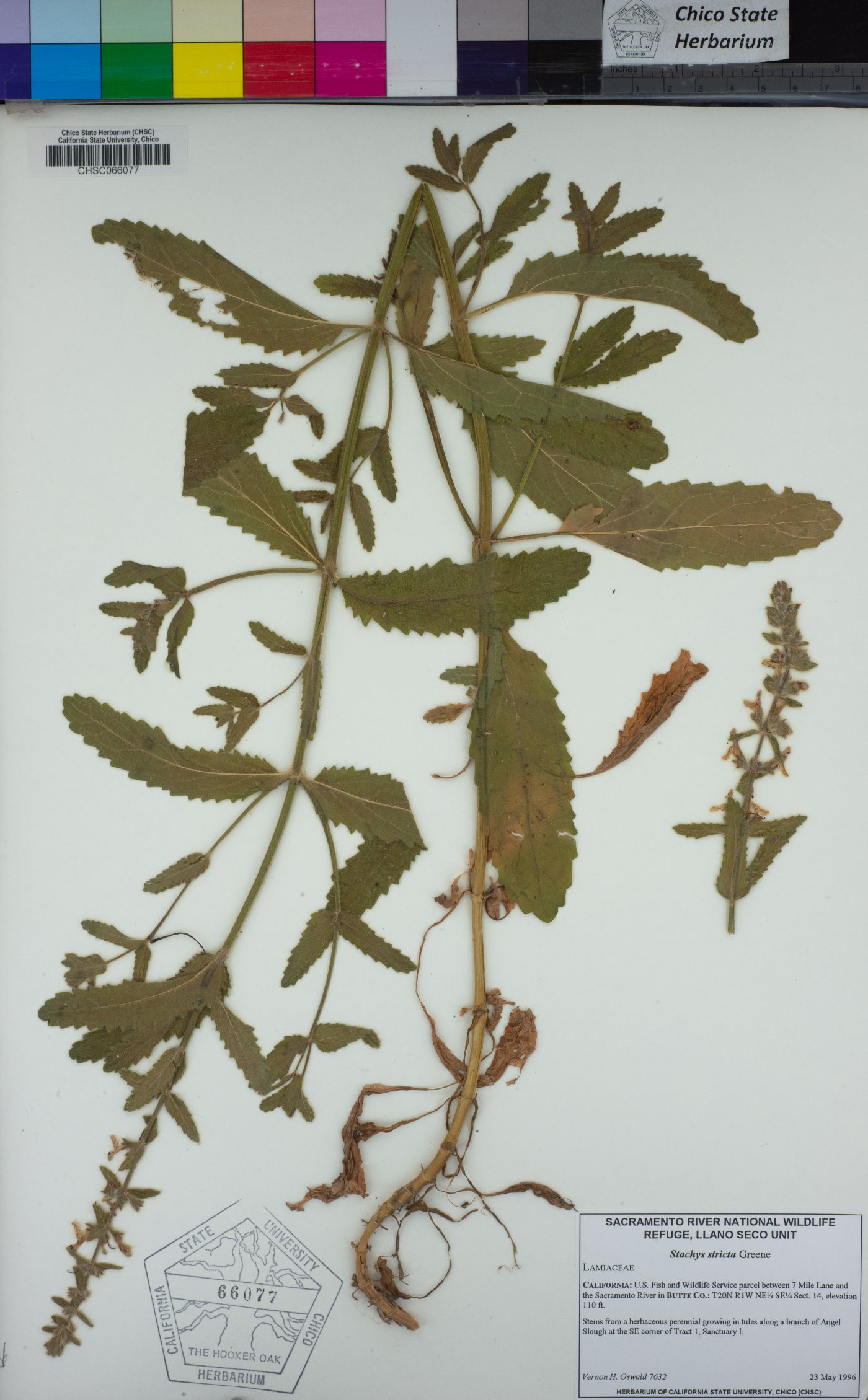 Stachys stricta image