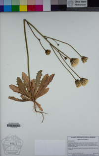 Hypochaeris glabra image