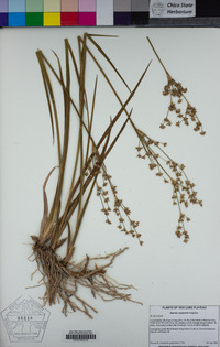 Juncus oxymeris image